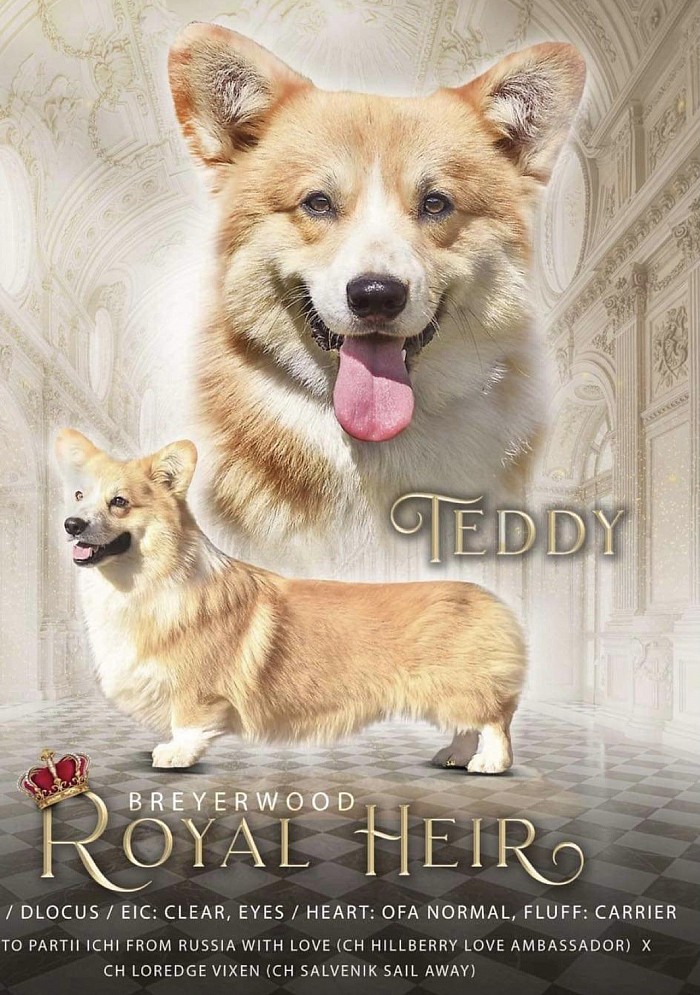 “Teddy” pembroke welsh corgi pine lane pembrokes champion health tested puppy Oklahoma breeder