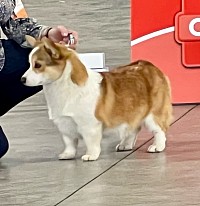 AKC Pembroke welsh corgi CC Jack of Hearts