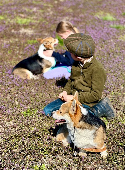 Pine lane Pembroke corgi puppies cabin corgis