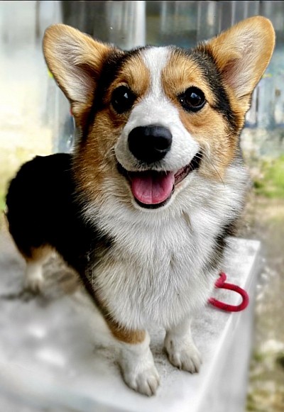 Pembroke welsh corgi AKC ofa puppies