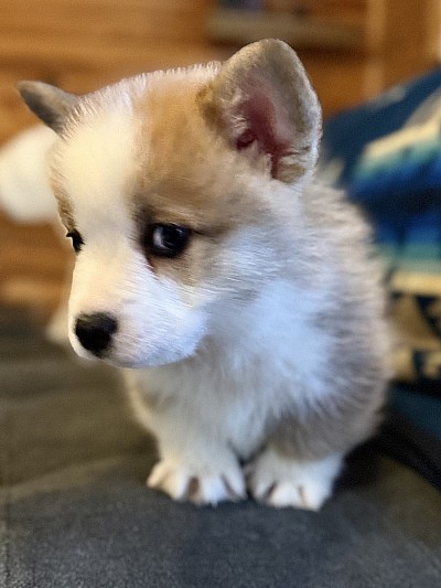 AKC Pembroke WelshCorgi Puppy, triple clear, EIC, VWD , dm