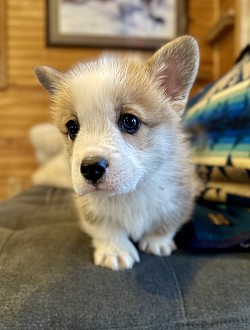 Corgi Oklahoma puppy AKC registered