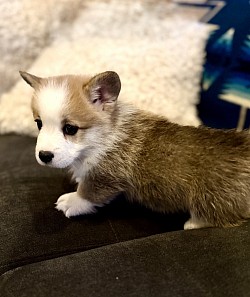 AKC Pembroke welsh Corgi Puppy, Oklahoma, for sale, EIC, VWD, DM clear