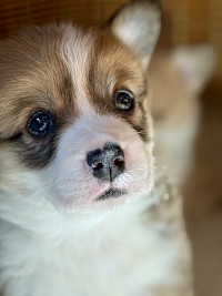 AKC Pembroke welsh corgi puppy for sale Oklahoma EIC VWD ofa dm clear triple clear