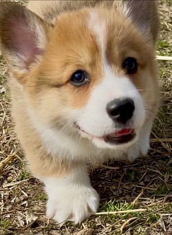 AKC Pembroke, Welsh corgi