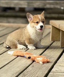 Corgi