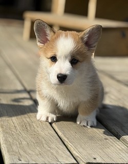 AKC Pembroke Welch, Corgi Puppy, Oklahoma for sale EIC VWD DM triple clear health warrant guarantee