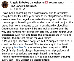 Corgi Pembroke, Welsh corgi