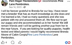 Pembroke Welsh corgi’s puppy for sale AKC triple EIC DM