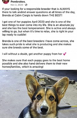 Pembroke Welch Corgis, Oklahoma puppies for sale triple clear AKC